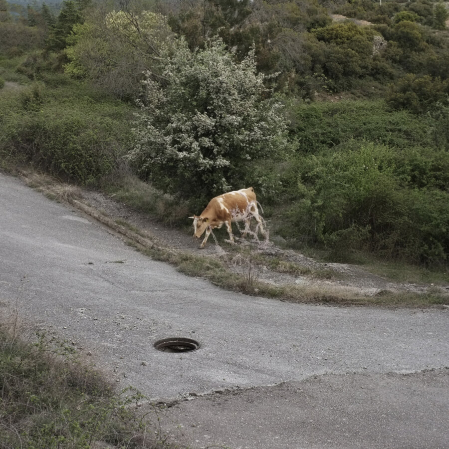 Disthanees (dead twice)